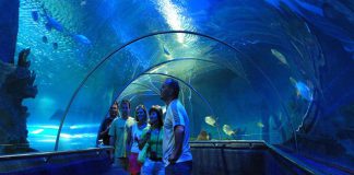 Khám phá thế giới diệu kỳ tại S.E.A Aquarium khi du lịch Singapore